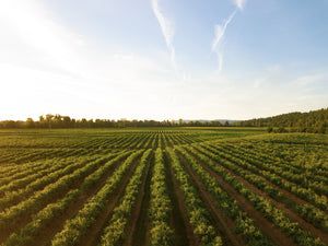 Agriculture (Under Construction)