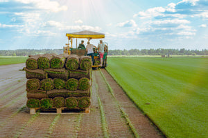 Sod Production